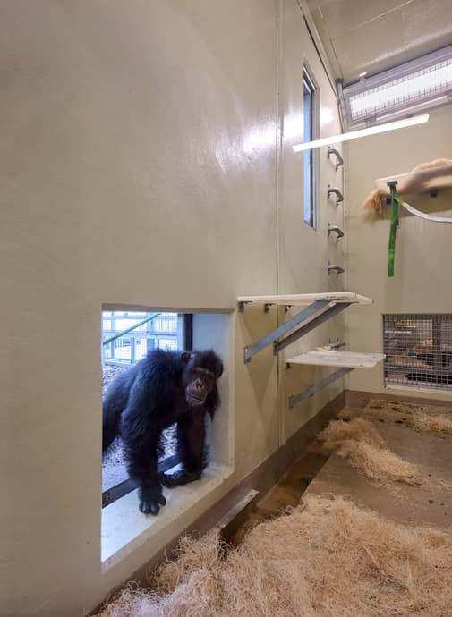 Indianapolis Zoo Chimpanzee Exhibit